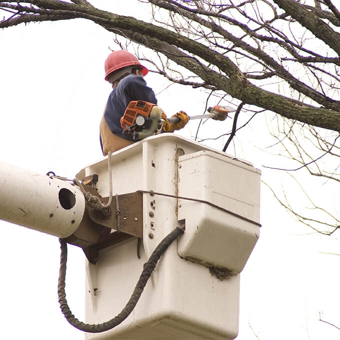 Arborist